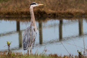 blue-heron-for-Fb