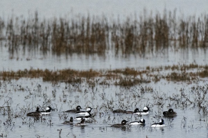 ducks-for-FB