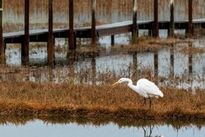 egret-for-Fb