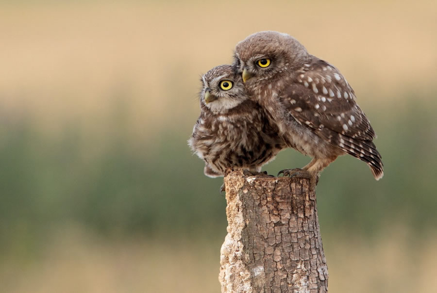 2 owls on a post in point reyes for bird festival